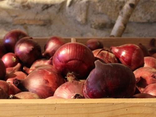 Zwiebeln rot